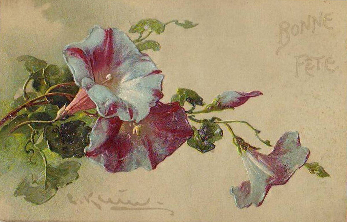 За ночь вьюнок обвился